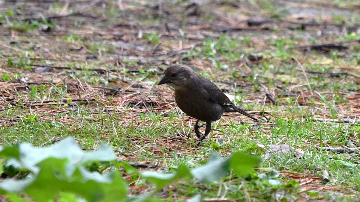 Brown-headed Cowbird - Bob Baker