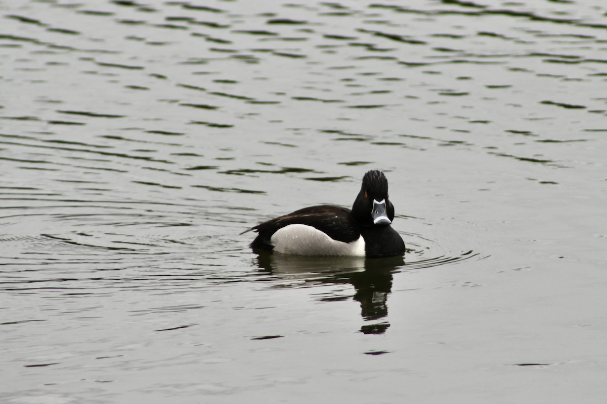 Ring-necked Duck - ML619094093