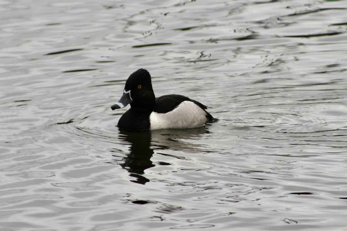 Ring-necked Duck - ML619094095