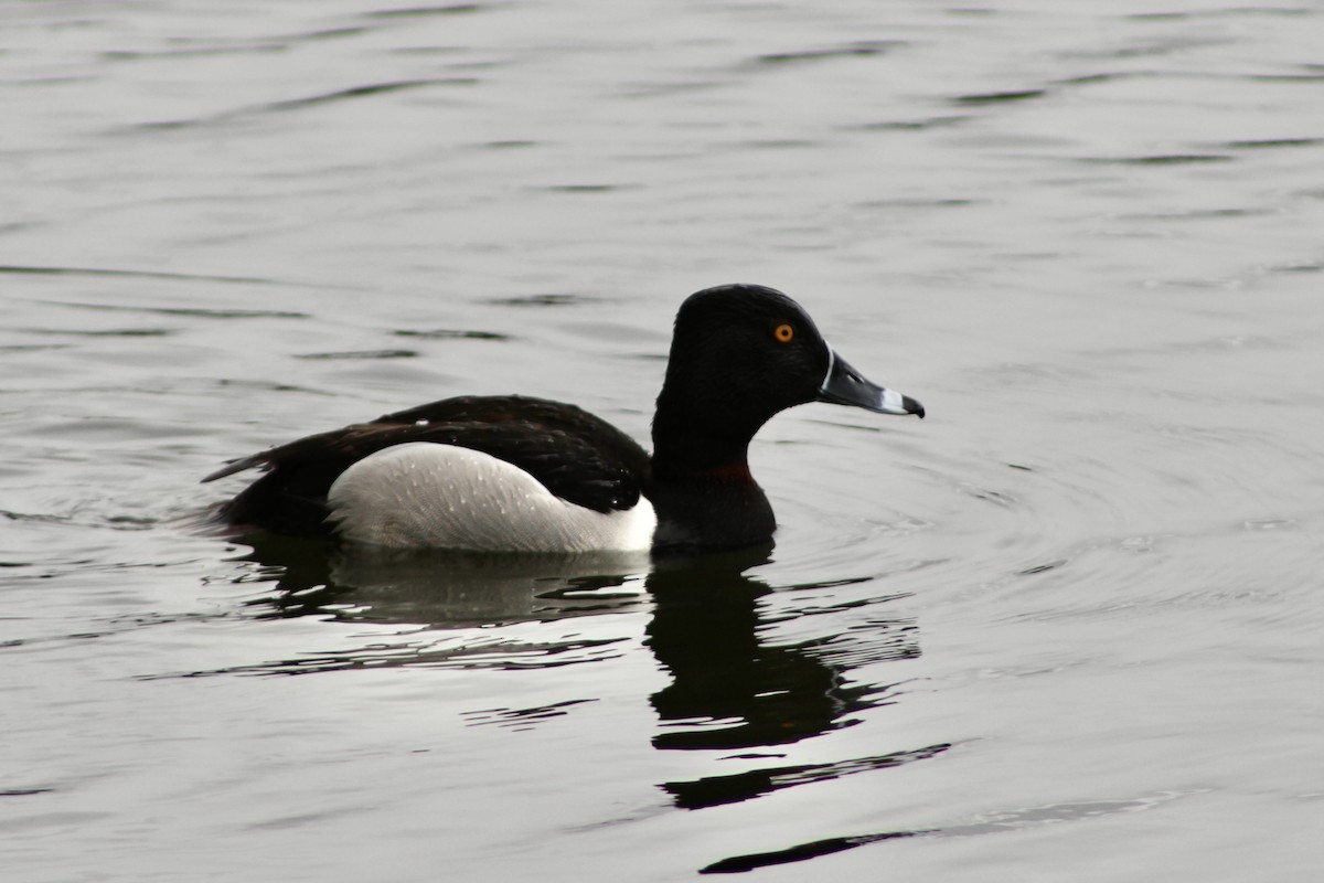 Ring-necked Duck - ML619094097