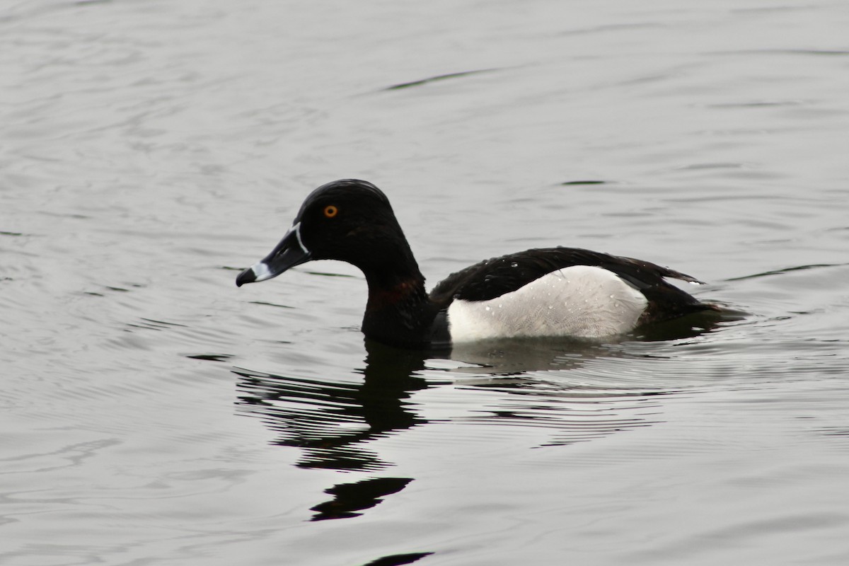 Ring-necked Duck - ML619094098