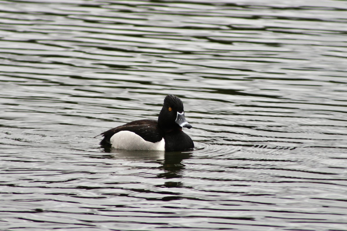 Ring-necked Duck - ML619094099