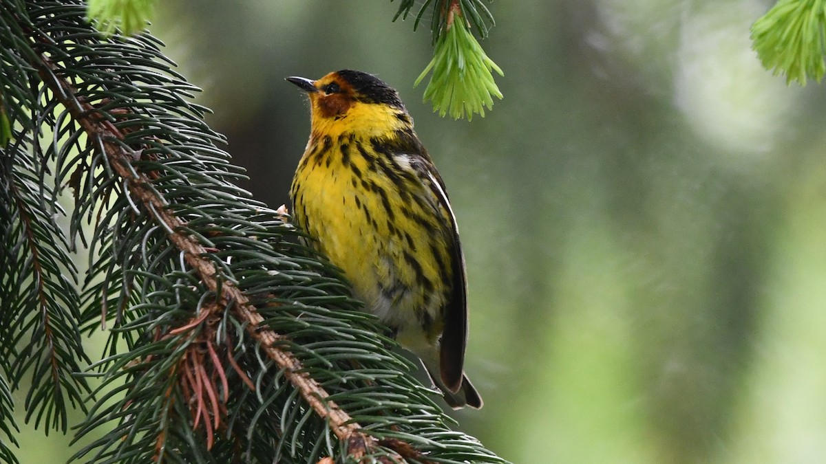 Cape May Warbler - Bob Baker