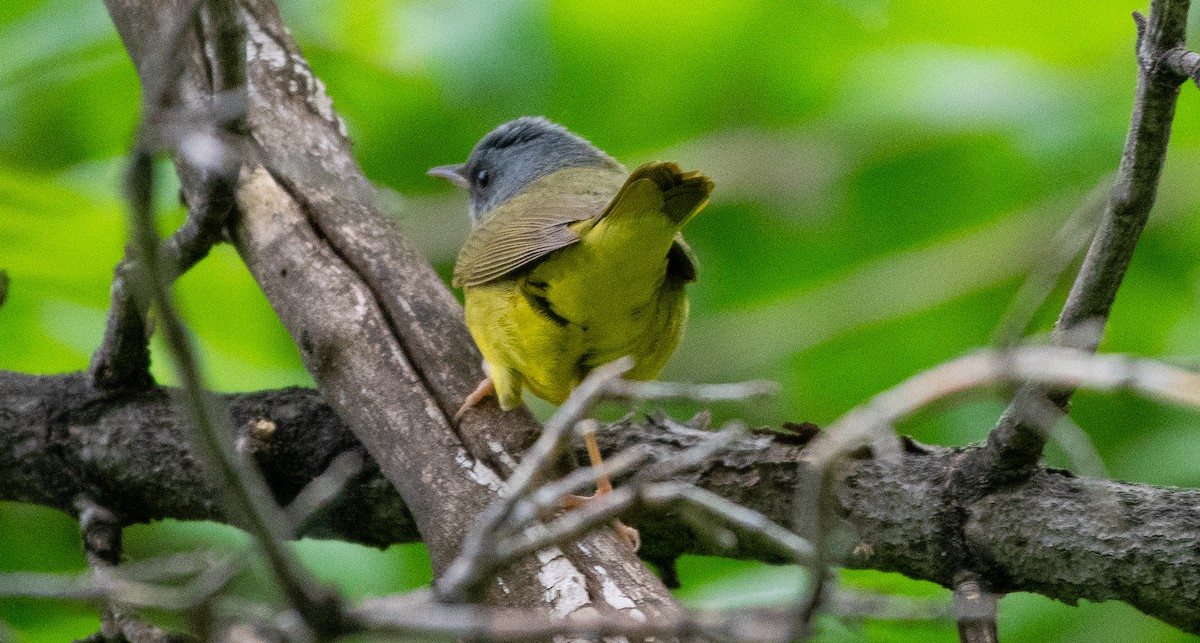 Mourning Warbler - Anuj Ghimire