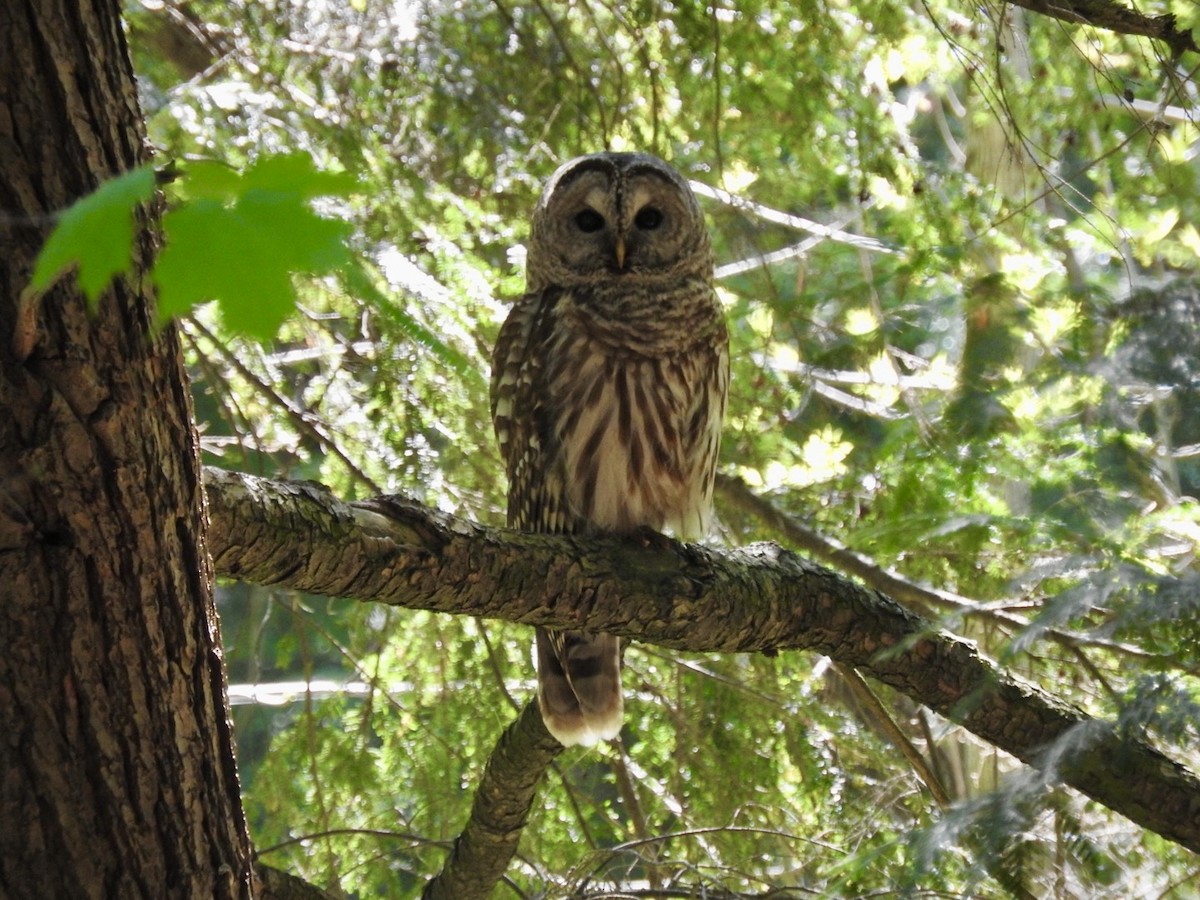 Barred Owl - Jill Henemyer