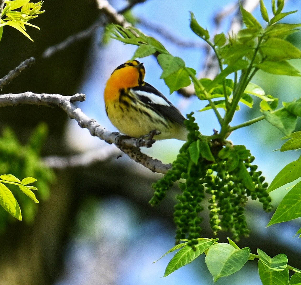 Blackburnian Warbler - Lisa Draper