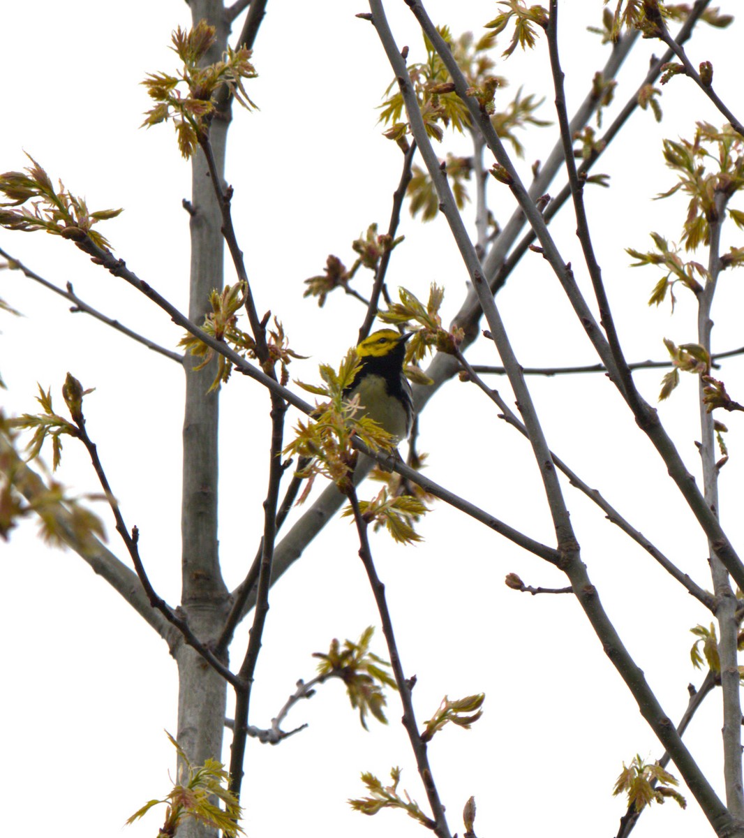 Black-throated Green Warbler - ML619094161