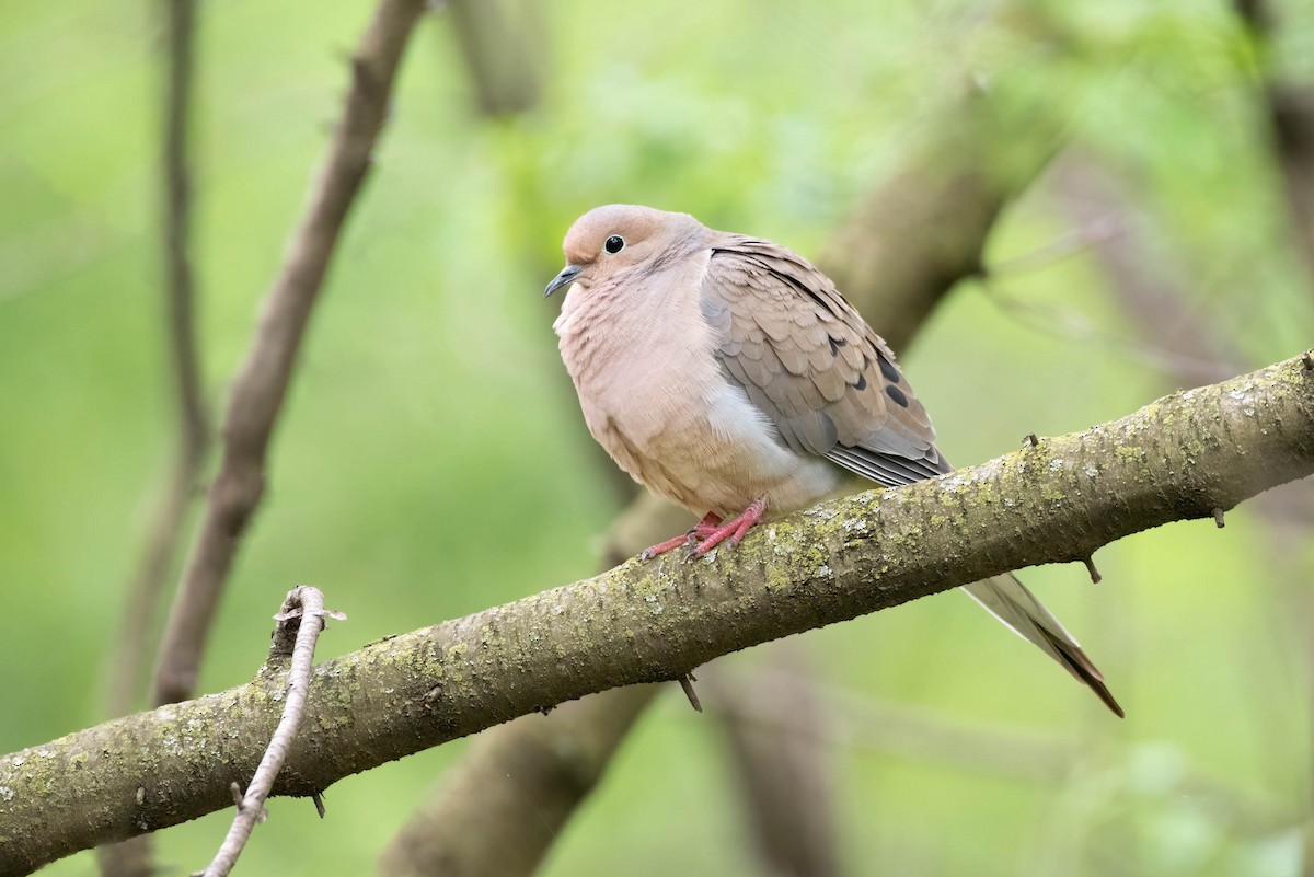Mourning Dove - Cassidy Ficker