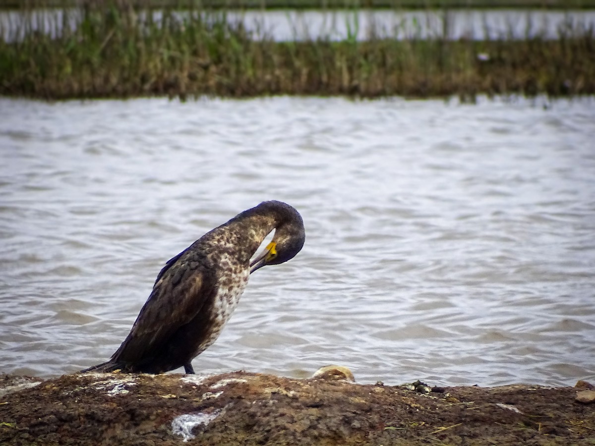 Great Cormorant - ML619094178