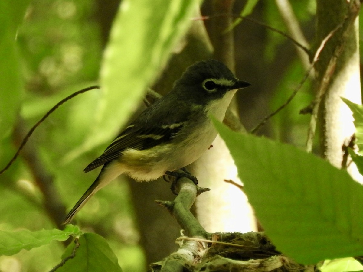 Blue-headed Vireo - Jill Henemyer