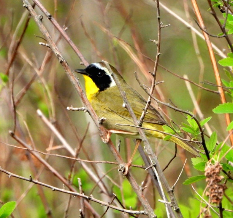 Common Yellowthroat - Marty Finch