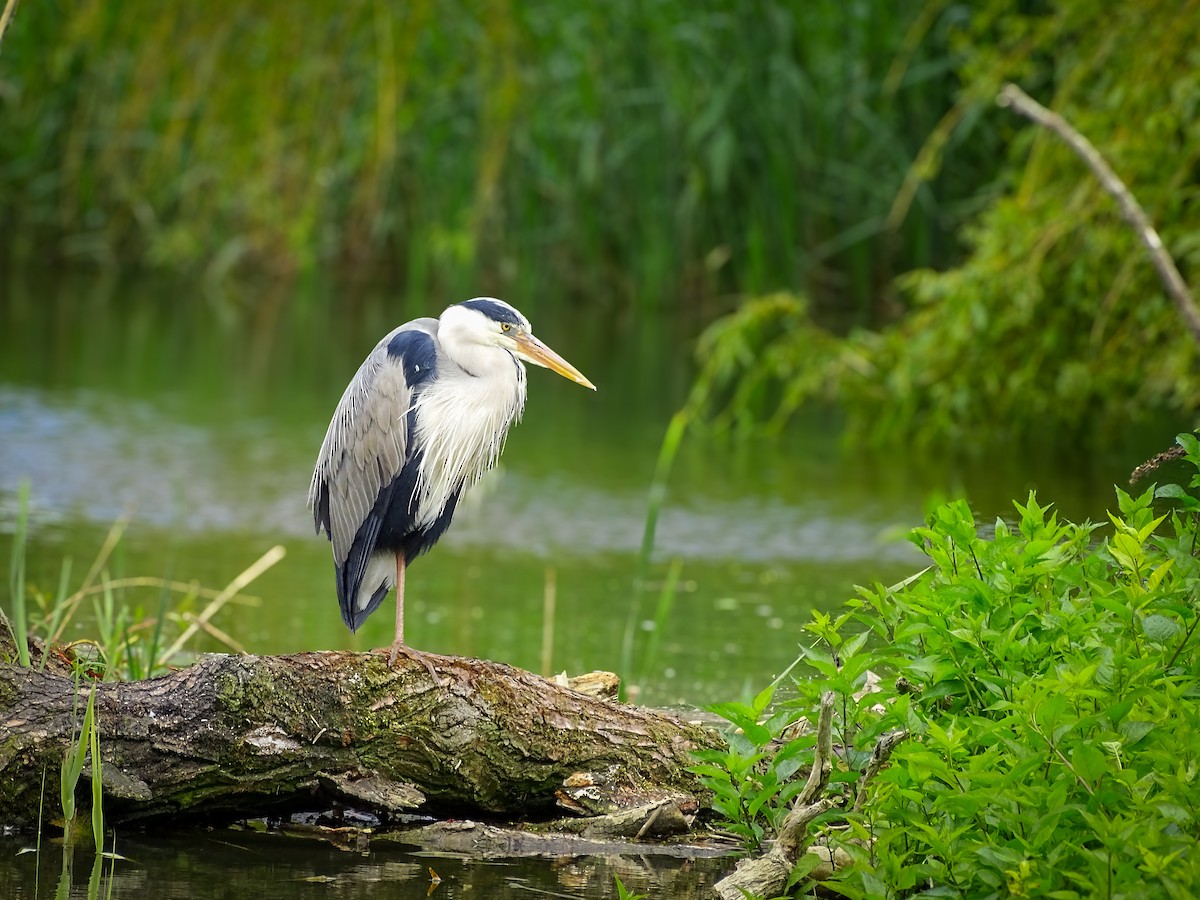 Gray Heron - ML619094201