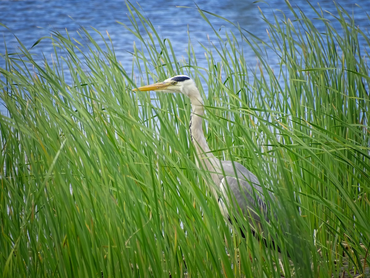 Gray Heron - ML619094202