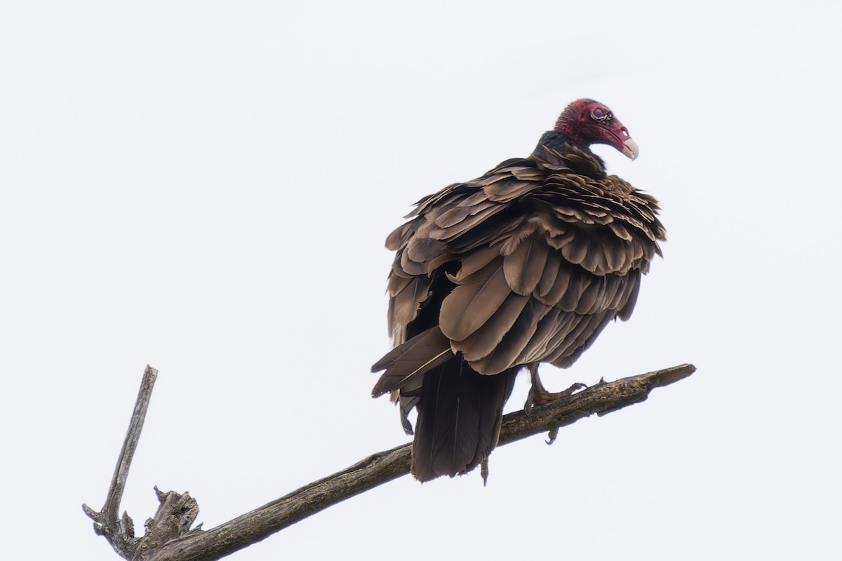 Turkey Vulture - David LeBlanc