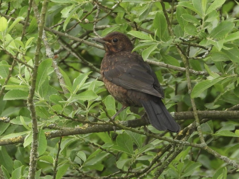 Eurasian Blackbird - AC Verbeek