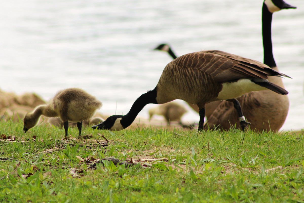 Canada Goose - ML619094219