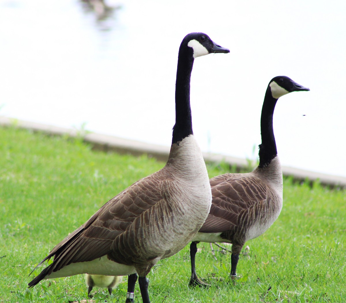 Canada Goose - ML619094220