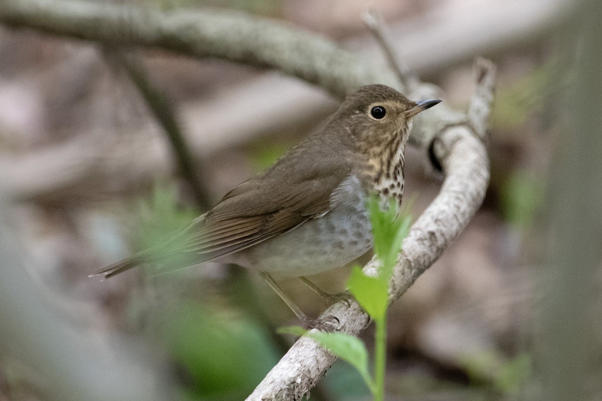 Swainson's Thrush - James Hatfield