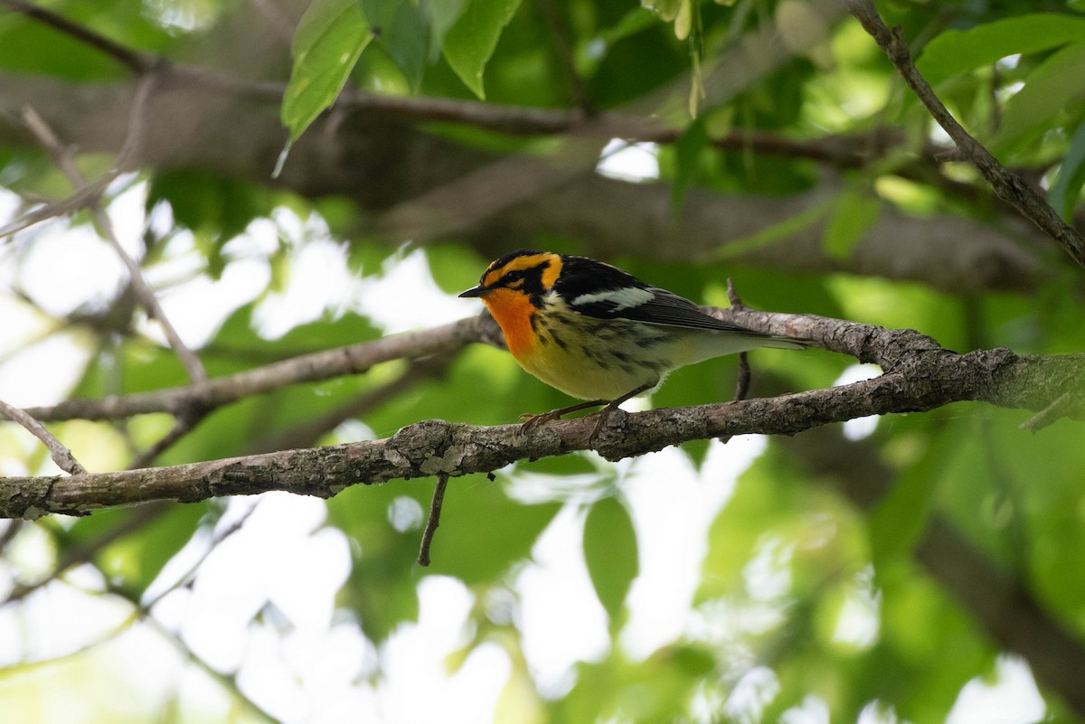 Blackburnian Warbler - Cassidy Ficker