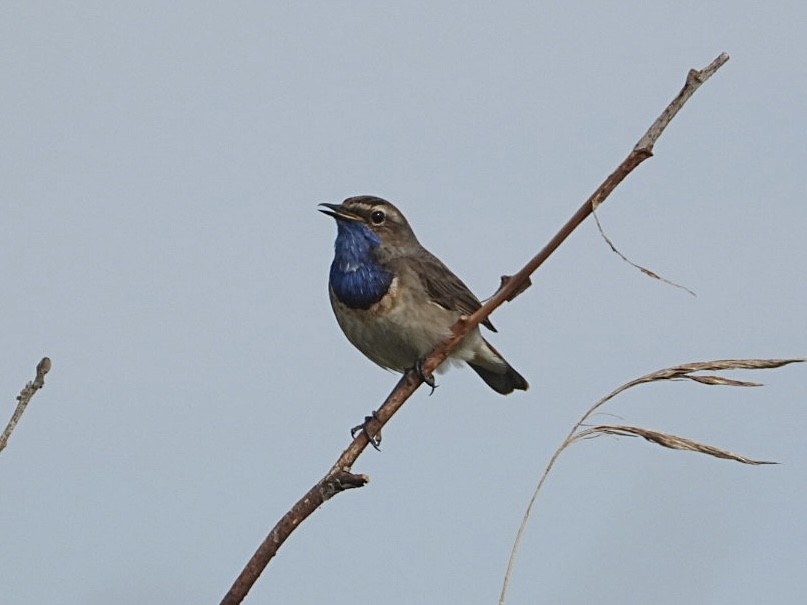 Bluethroat - AC Verbeek