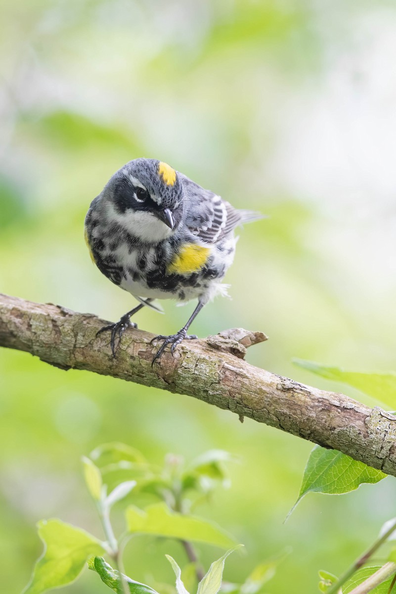 Yellow-rumped Warbler (Myrtle) - Cassidy Ficker