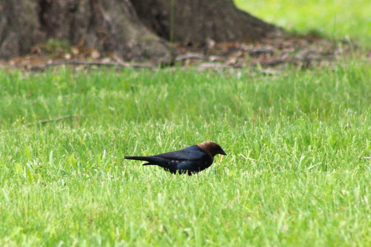 Brown-headed Cowbird - ML619094261