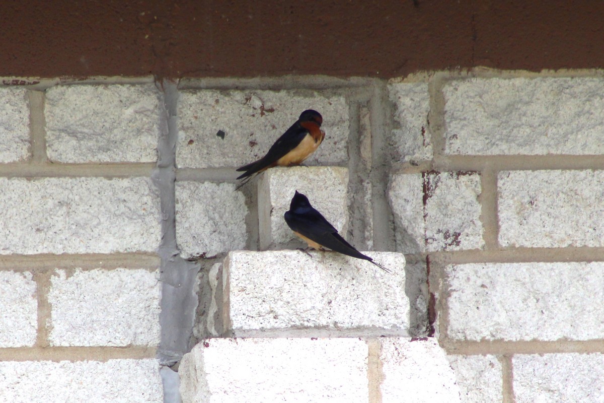 Barn Swallow - ML619094267