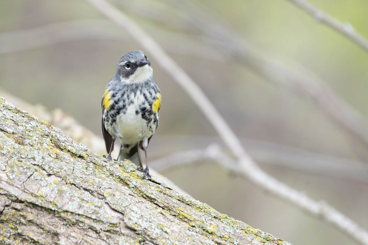 lesňáček žlutoskvrnný (ssp. coronata) - ML619094270