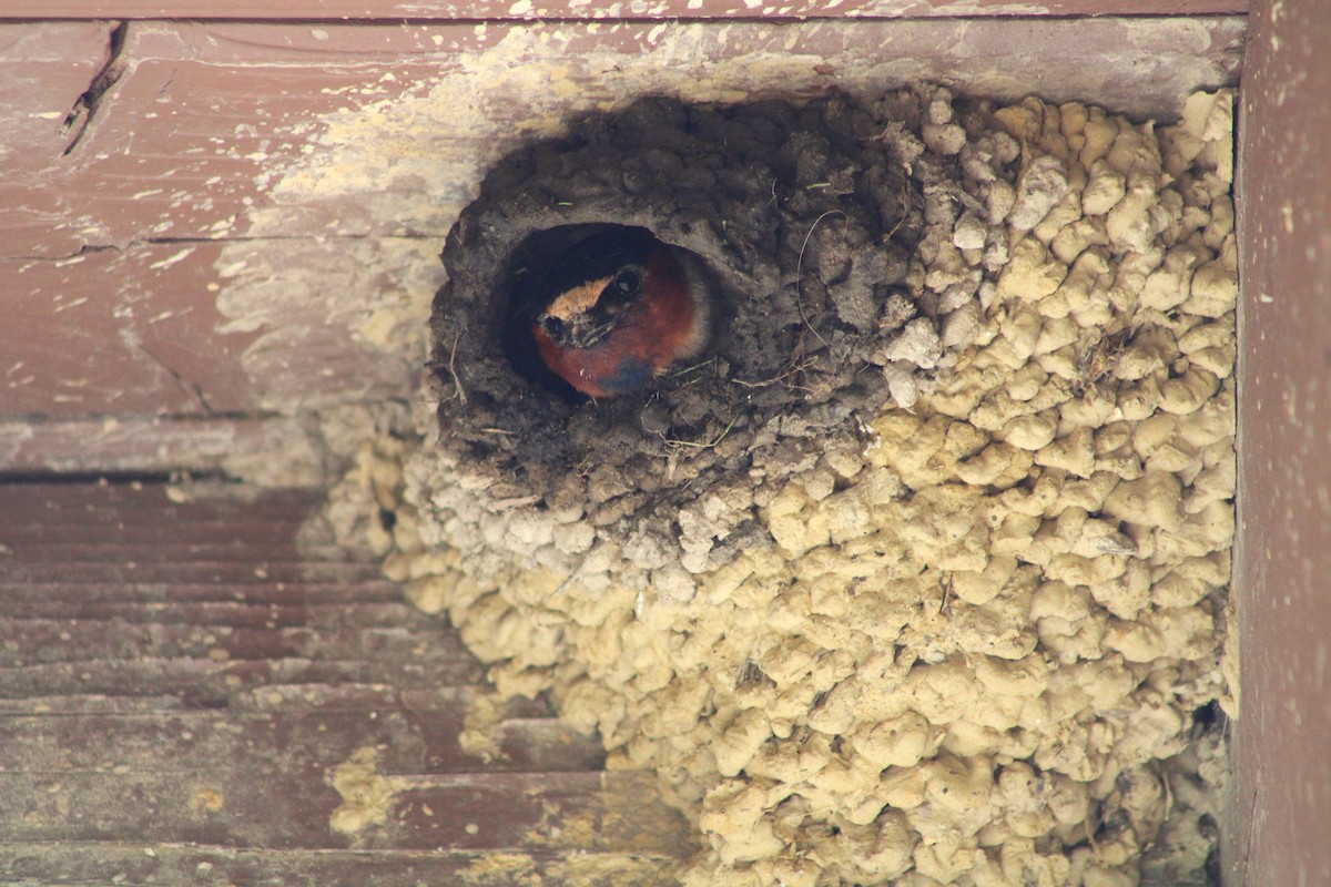 Cliff Swallow - ML619094273