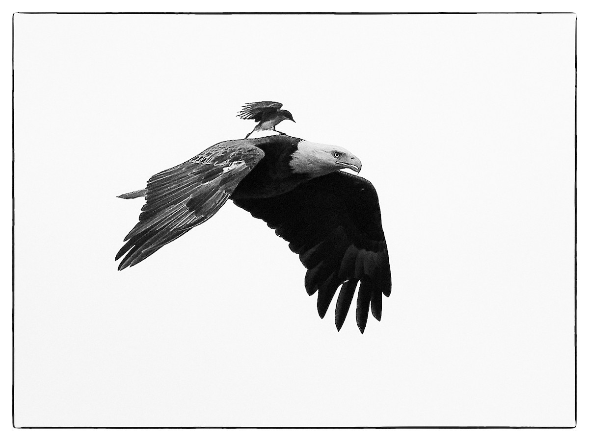 Bald Eagle - Randy Harrod