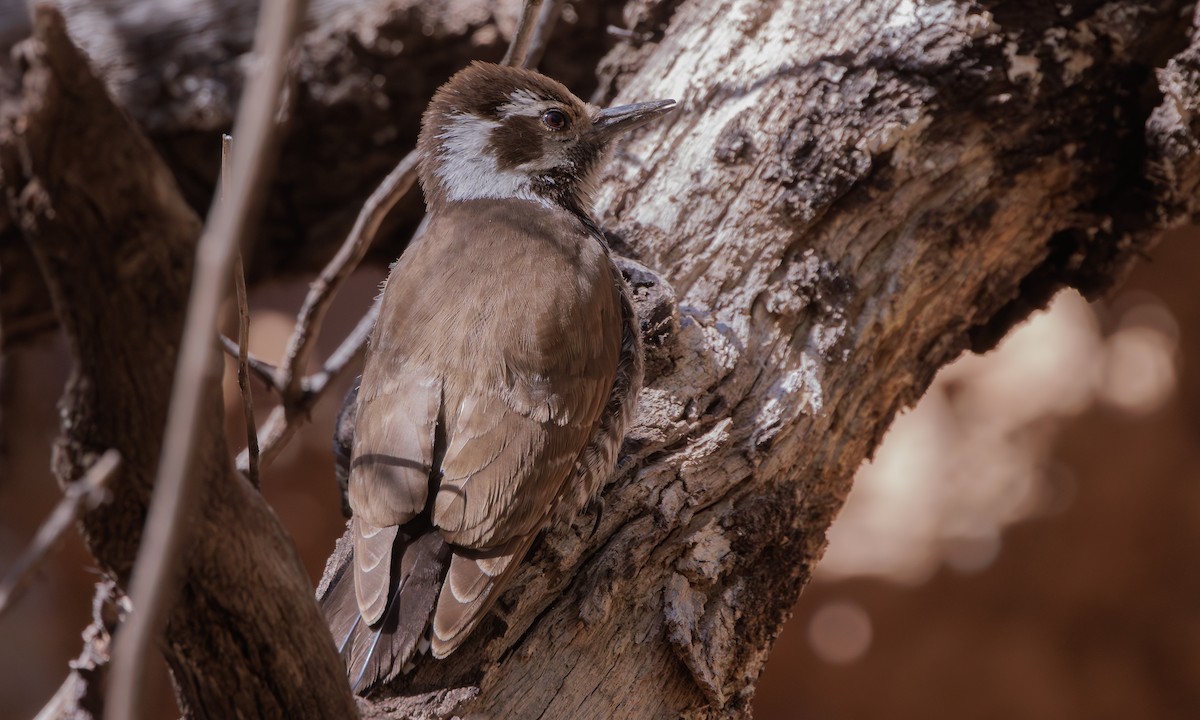 Arizona Woodpecker - Steve Kelling