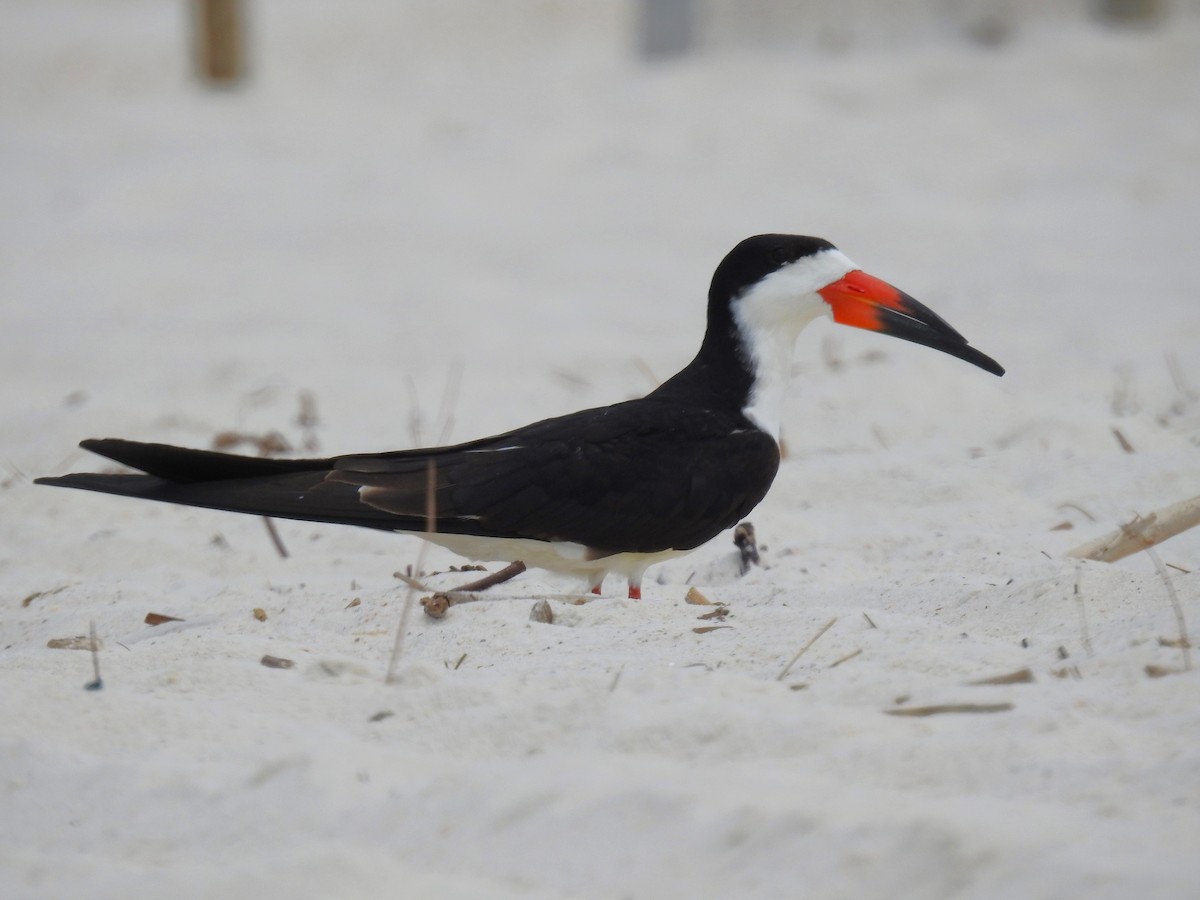 Black Skimmer - ML619094293