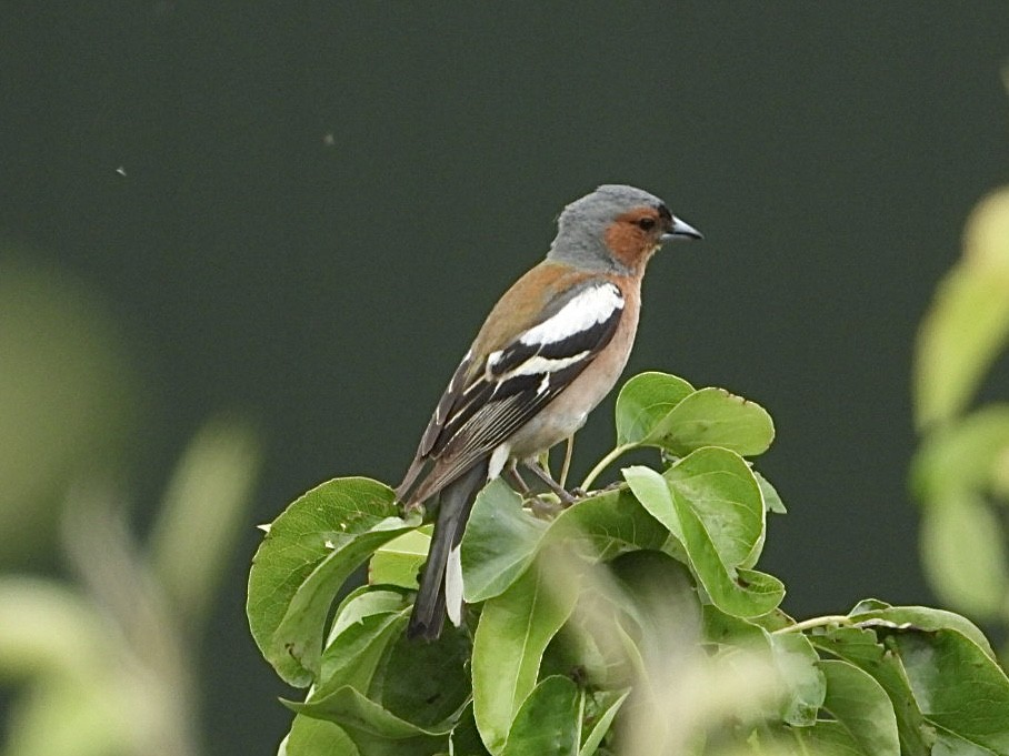 Common Chaffinch - AC Verbeek