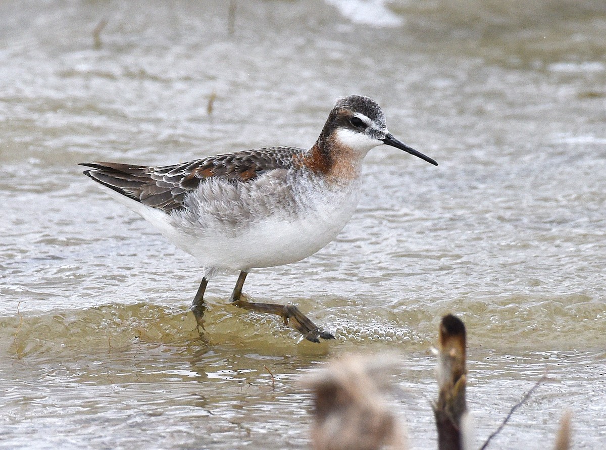 Wilson's Phalarope - ML619094304