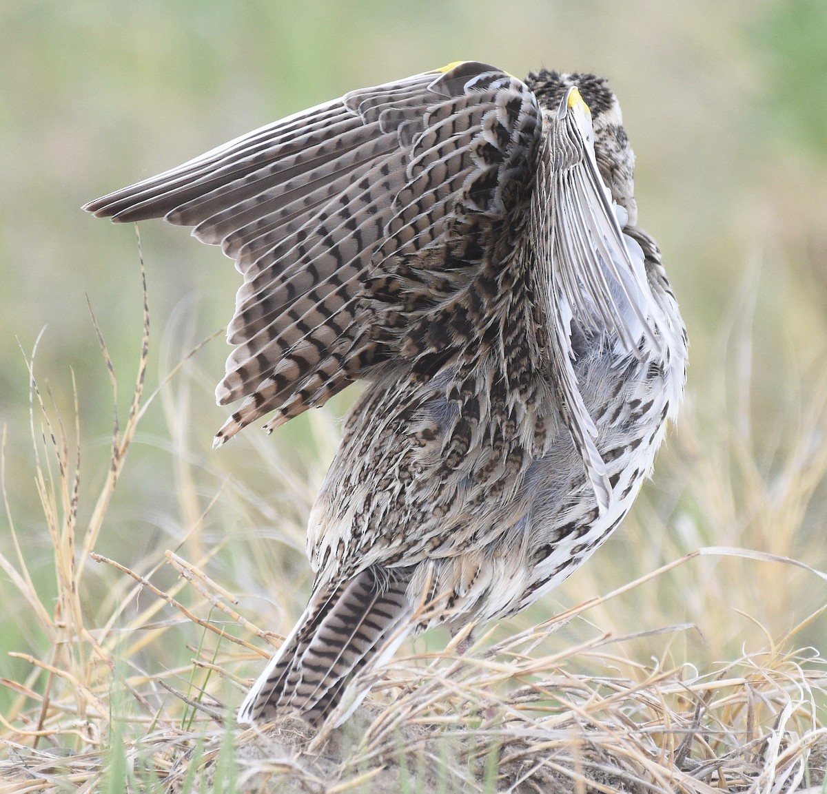 Western Meadowlark - Steven Mlodinow