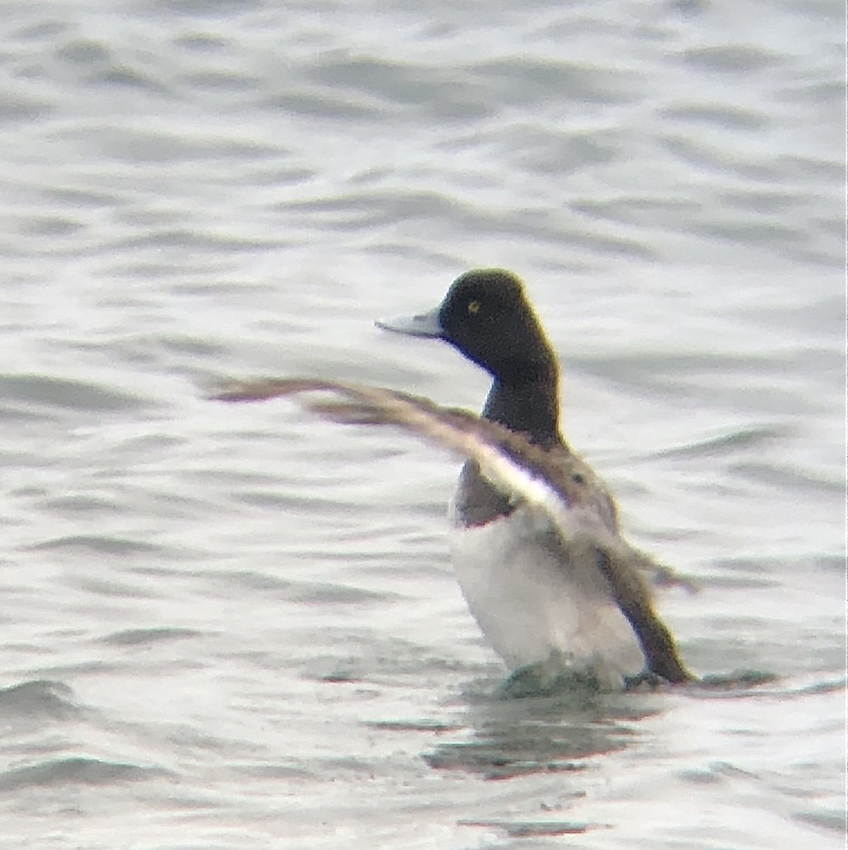 Lesser Scaup - ML619094326