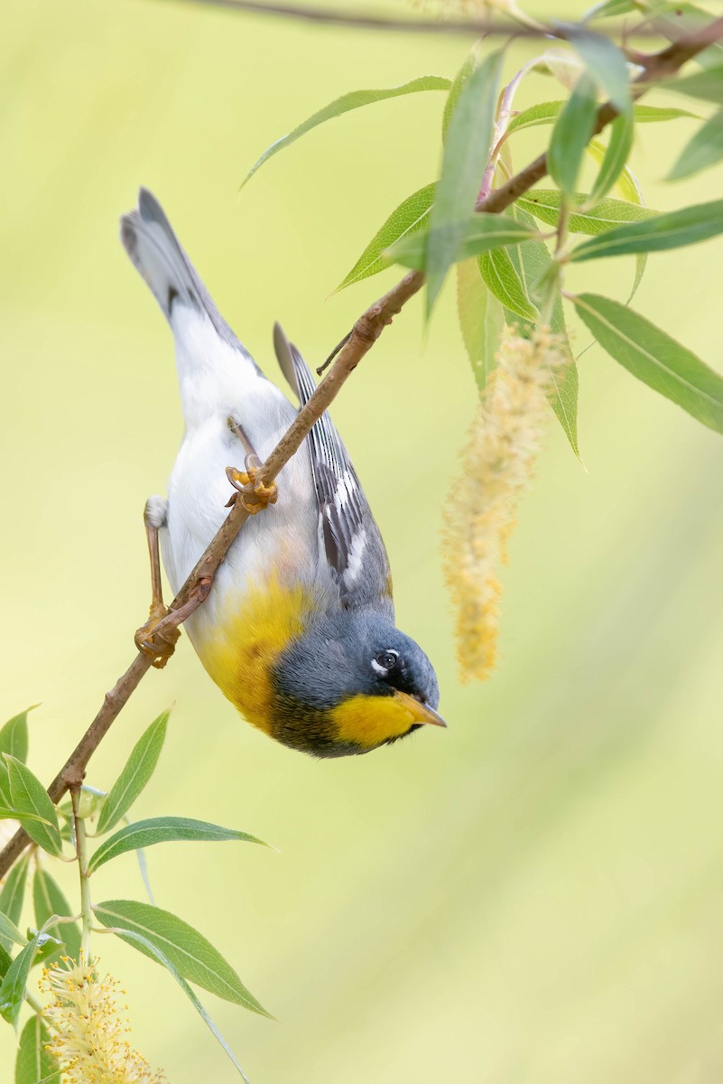 Northern Parula - ML619094327