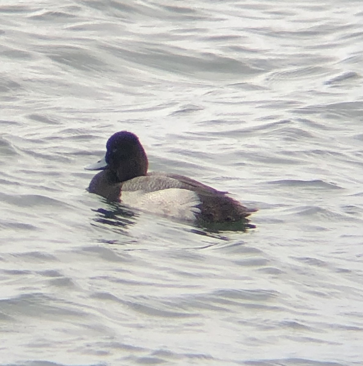 Lesser Scaup - ML619094339