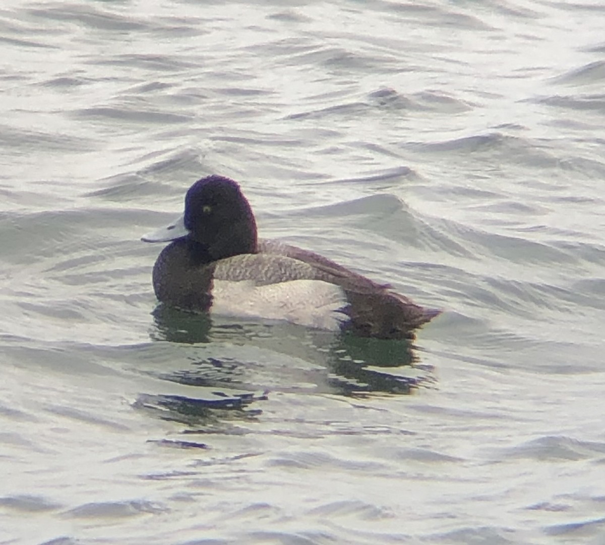 Lesser Scaup - ML619094340