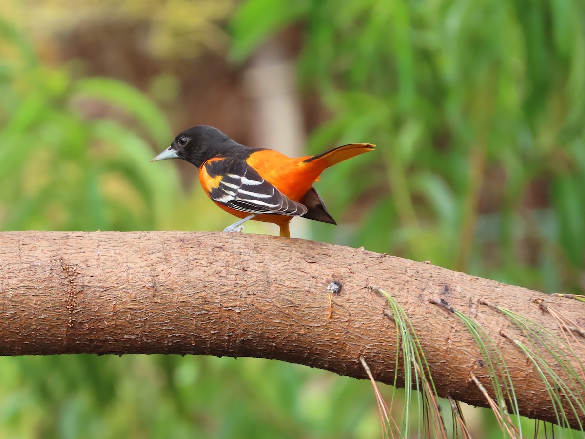 Baltimore Oriole - ML619094353