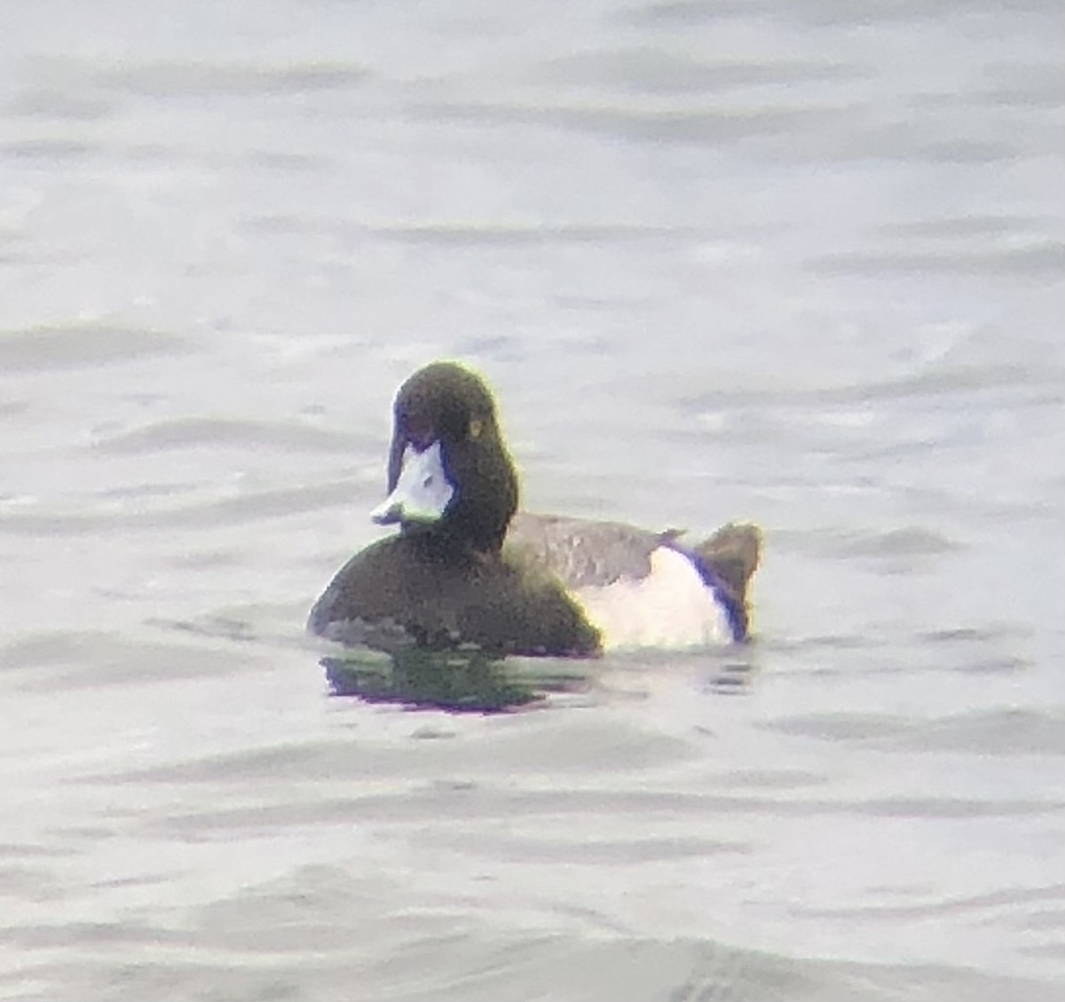 Lesser Scaup - KZ F