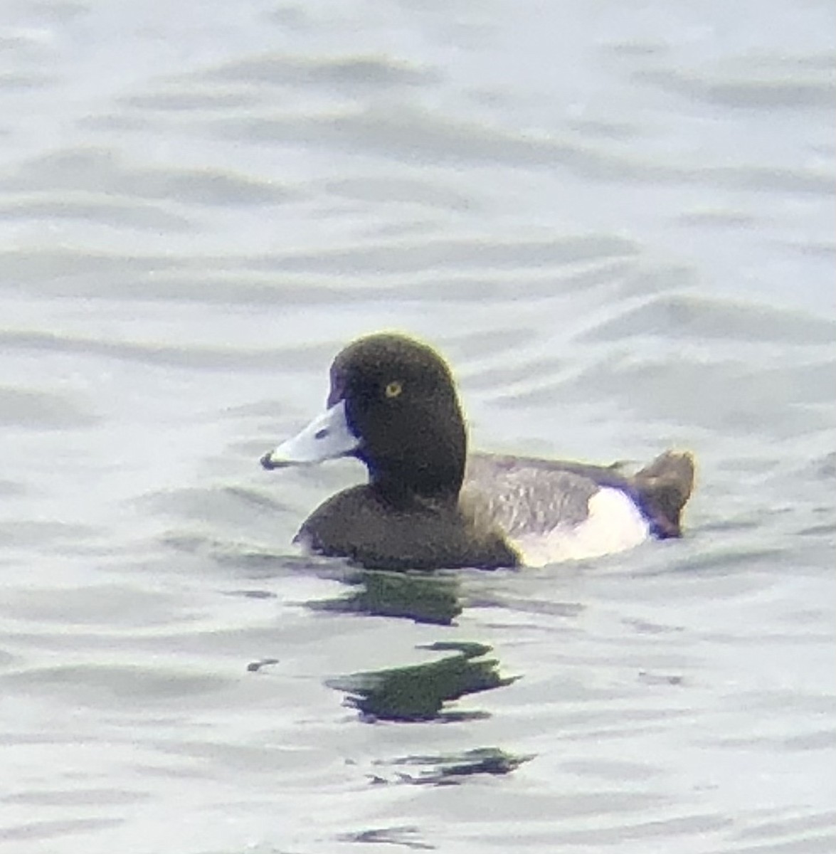 Lesser Scaup - KZ F