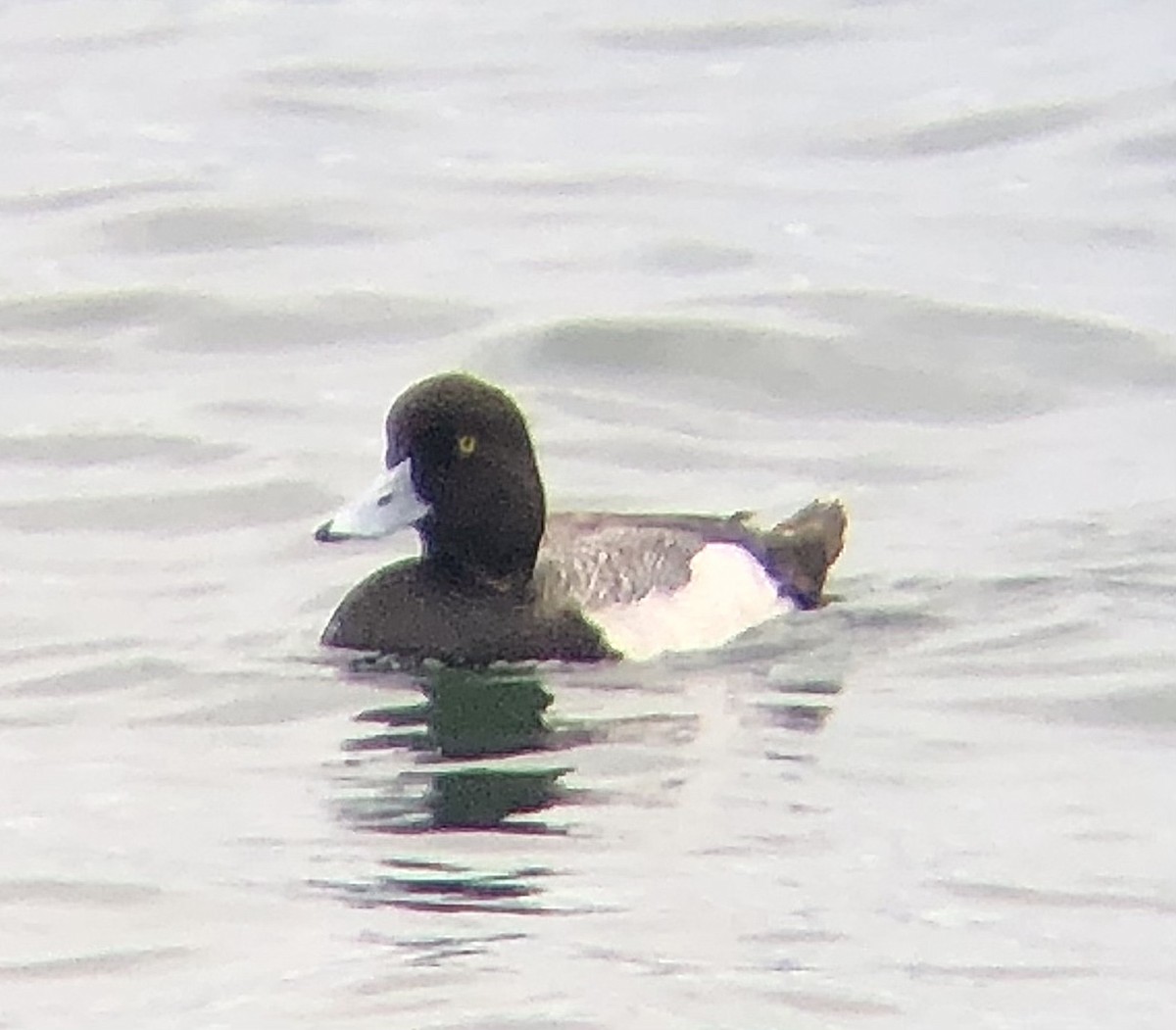 Lesser Scaup - KZ F