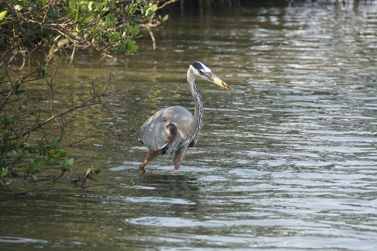 Great Blue Heron - Chase Wilson