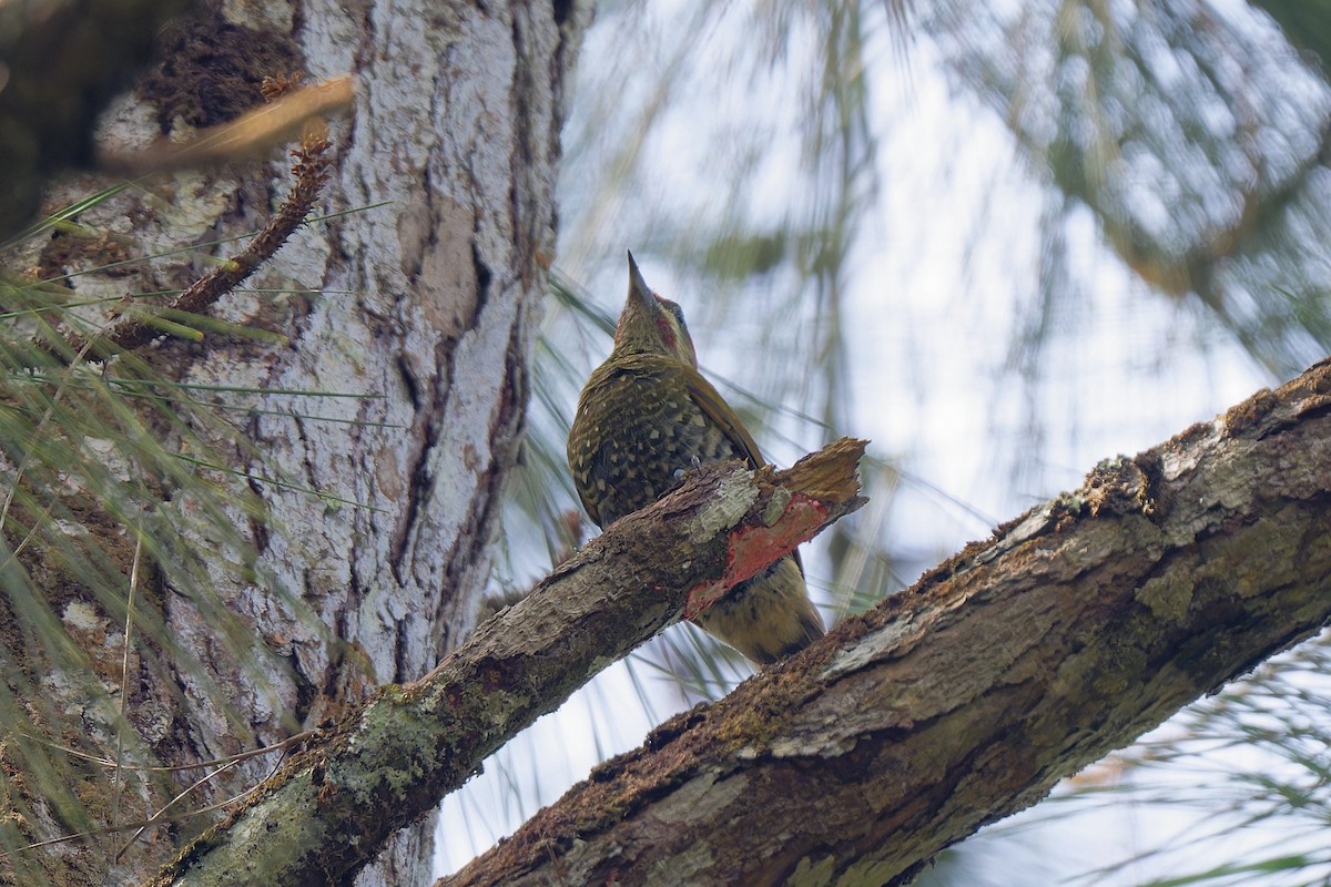 Stripe-cheeked Woodpecker - ML619094386