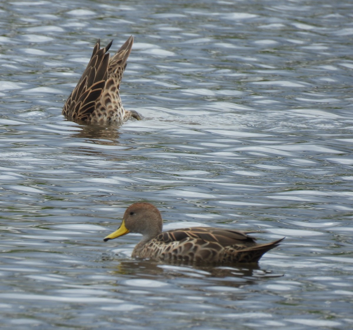 Yellow-billed Pintail - Carmen  Andrade