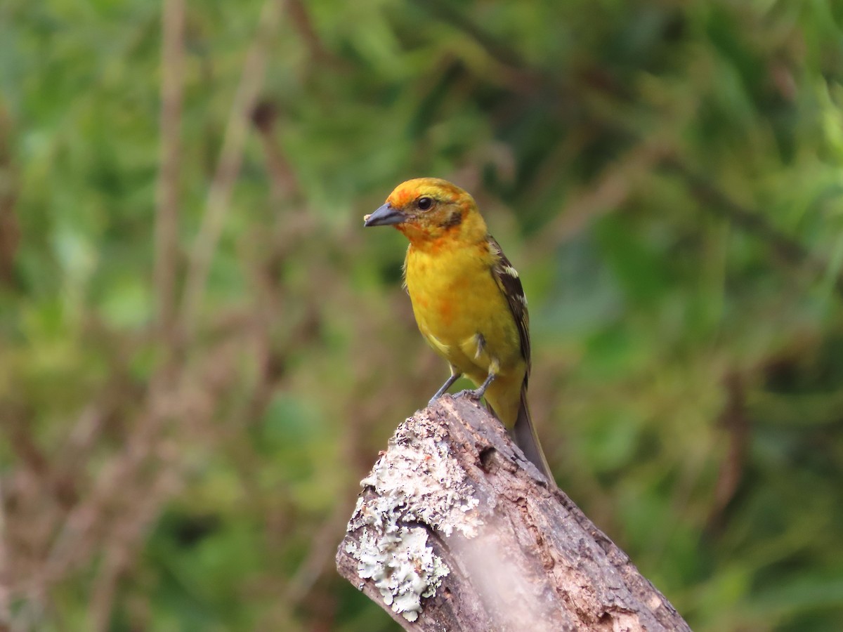 Flame-colored Tanager - Michelle Browning