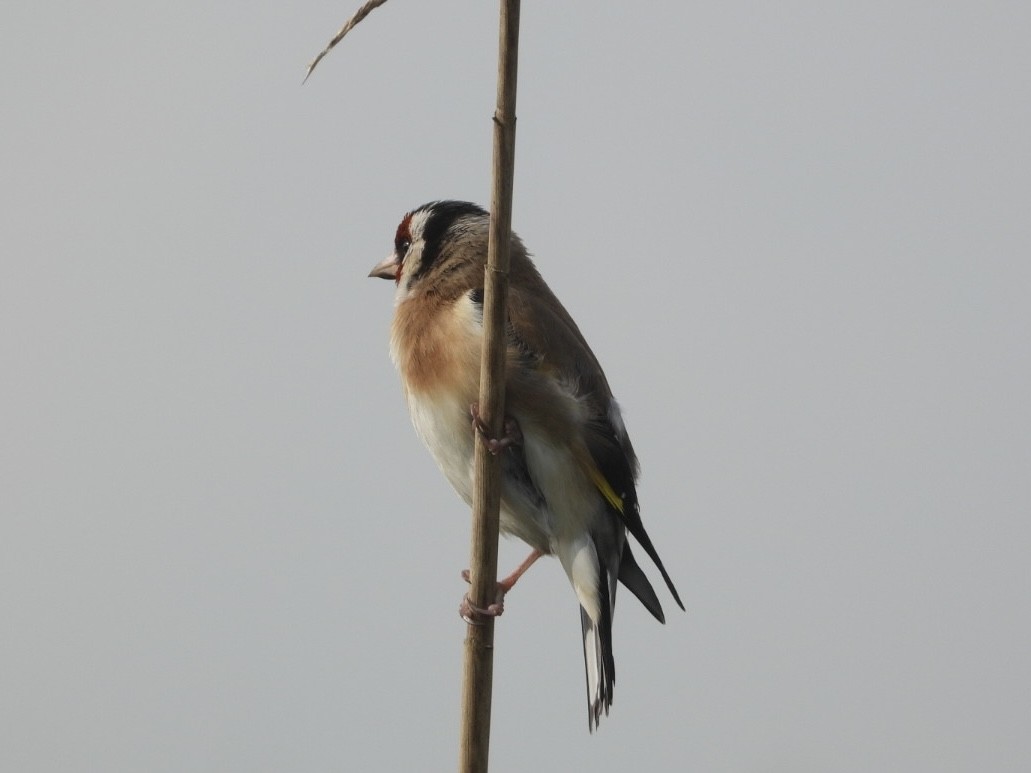 European Goldfinch - AC Verbeek