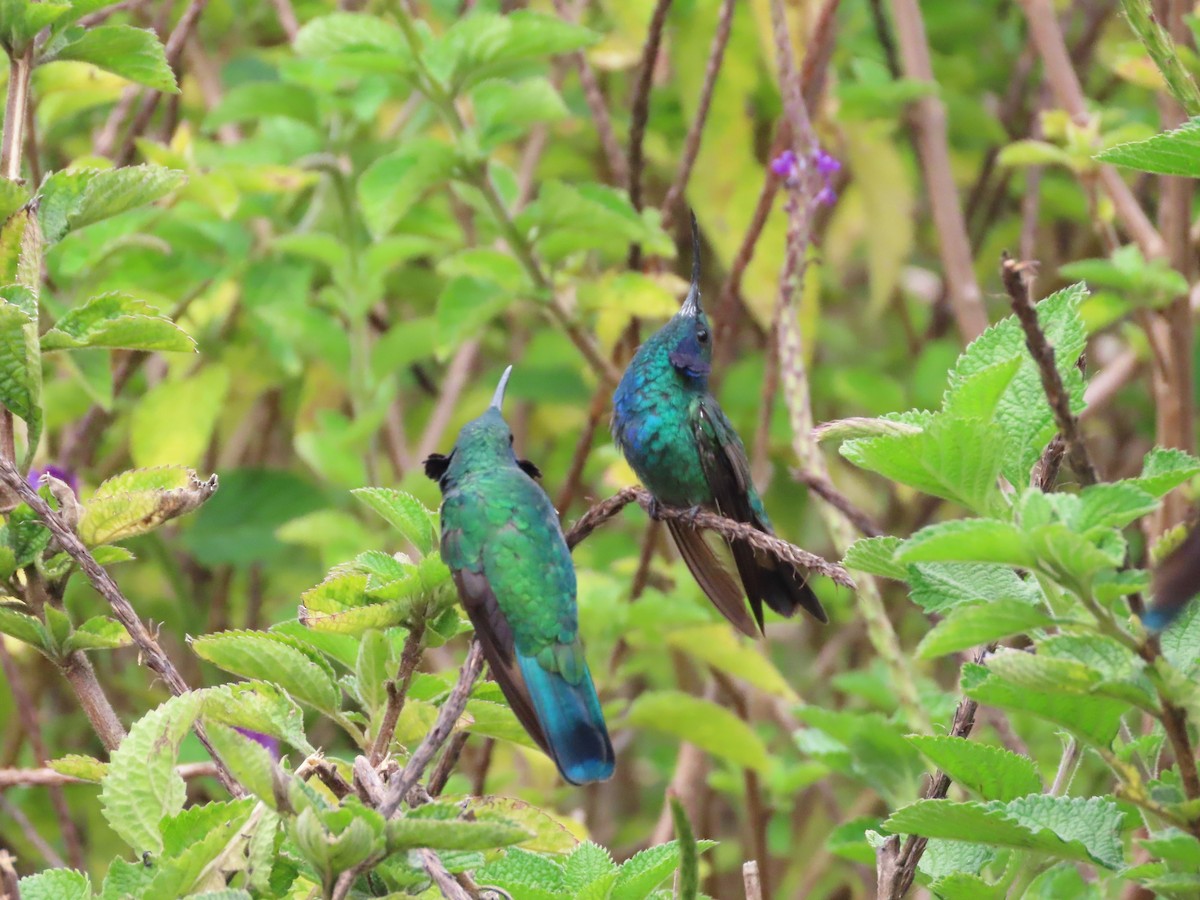 Lesser Violetear - Michelle Browning