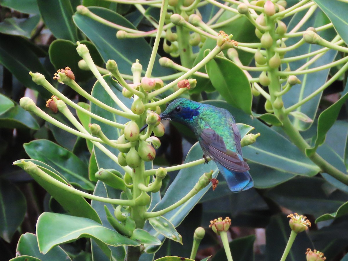 Lesser Violetear - Michelle Browning